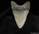 Inch Megalodon Tooth #89-2